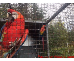 BUY SCARLET MACAW