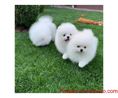 Pomeranian puppies for sale whtsapp +61 487 886 993