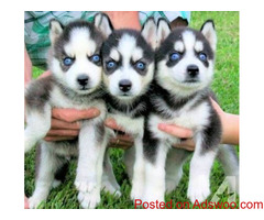 Siberian Husky Puppies Blue eyes Ready for sale