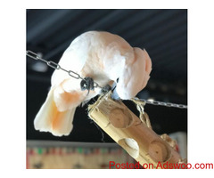 BUY MOLUCCAN COCKATOO