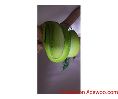 Green Tree Pythons for sale