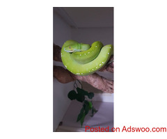 Green Tree Pythons for sale