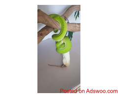 Green Tree Pythons for sale
