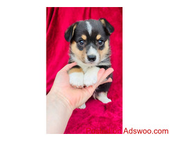 Pembroke corgi for sale