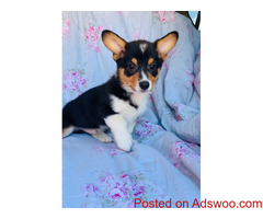Pembroke corgi for sale
