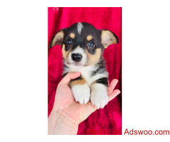 Pembroke corgi for sale