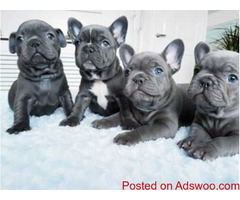 100% Genuine Pure breed Male & Female puppies Blue French Bulldog puppies