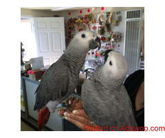 Outstanding African Grey Parrot