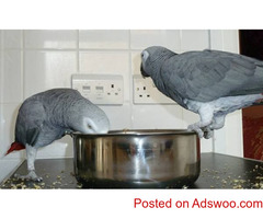 Pair of Talking African Grey parrots