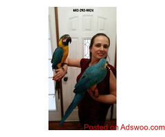 Pair of Blue & Gold Macaws (Price Reduced)