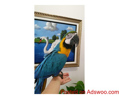Talking Pair of Blue and Gold Macaw Parrots