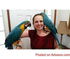 Blue and Gold Macaw Parrots for Free Adoption
