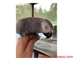African grey with cage parrot