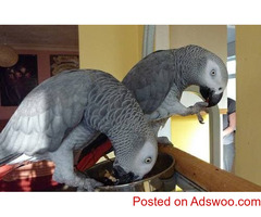 Adorable, Tame, 2 yr African Grey Parrots for Sale