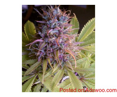 Tired Of High Priced Cannabis Seeds?