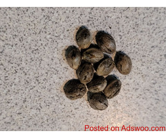 Tired Of High Priced Cannabis Seeds?