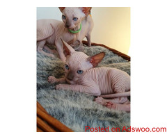 Sphynx kittens