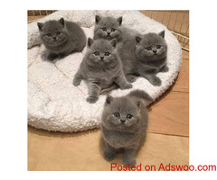 British shorthair kittens