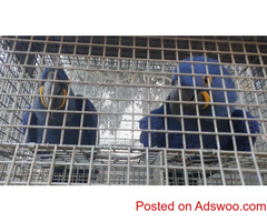Hyacinth macaw