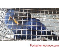 Hyacinth macaw