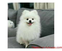 4 months old male pomeranian puppy