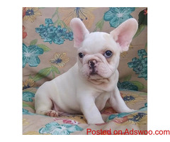 Adorable French Bulldog Puppies