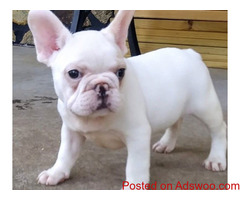 Adorable French Bulldog Puppies