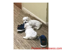 HEALTHY MALTESE PUPPIES READY NOW