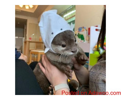 OTTERS AVAILABLE FOR SALE.