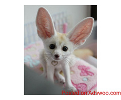 BABY FENNEC FOX