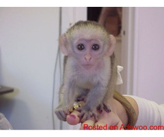ADORABLE CAPUCHIN MONKEY