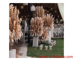 Fashionable Pampas Decorative Flowers for Modern Home.
