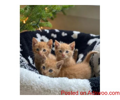 Maine Coon Kittens