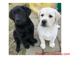 For Sale are my 9 Beautiful Lab Puppy's