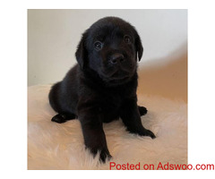 For Sale are my 9 Beautiful Lab Puppy's
