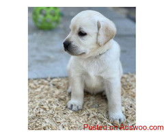 For Sale are my 9 Beautiful Lab Puppy's