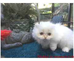 Well trained Scottish Fold MUNCHKIN  Kittens for sale