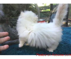 Well trained Scottish Fold MUNCHKIN  Kittens for sale