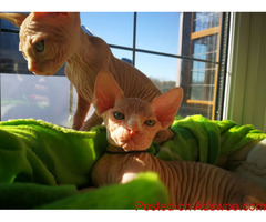 Male and Female Sphynx kittens with papers and health guarantee