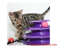 Beautiful Bengal Kittens Available