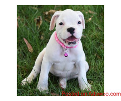 Boxer puppy available