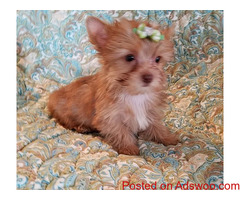 Teacup Yorkie puppies available for new home