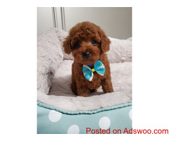 Purebred Toy Poodle puppies