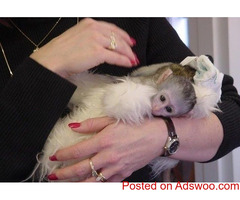 Trained Marmoset & Capuchin monkey For Sale.