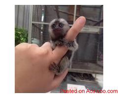 Trained Marmoset & Capuchin monkey For Sale.