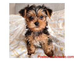 Yorkies for sale