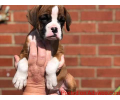 boxer puppy for sale