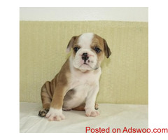 english bulldog for sale