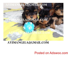 yorkie puppy
