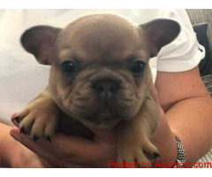 french bulldog for sale